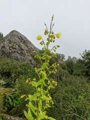 Meconopsis paniculata