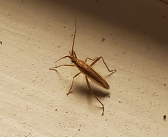 Stenodema trispinosum