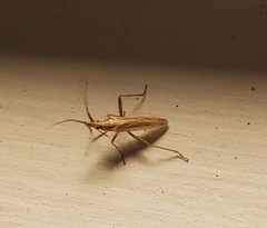 Stenodema trispinosum