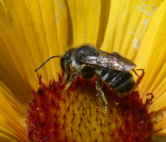 Megachile montivaga