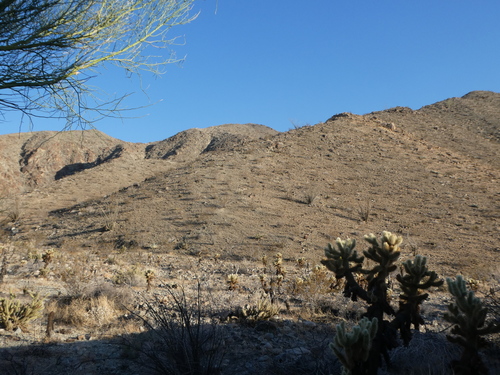 iNaturalist observation photo of Desert Bighorn Sheep