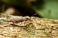 Airosimus fasciger