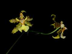 Oncidium lineoligerum