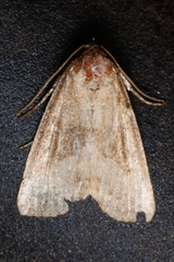 Ogdoconta