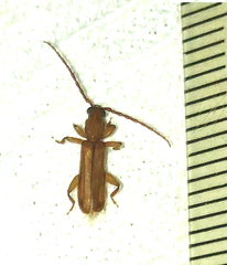 Smodicum cucujiforme