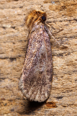 Acrolophus propinqua