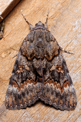 Catocala epione