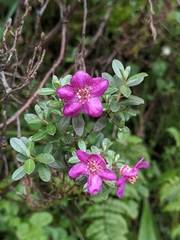 Rhododendron lepidotum