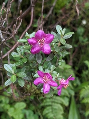 Rhododendron lepidotum