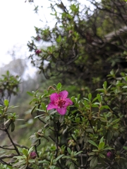 Rhododendron lepidotum