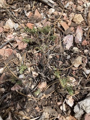 Penstemon linarioides