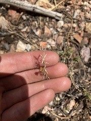 Penstemon linarioides