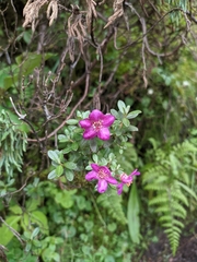 Rhododendron lepidotum
