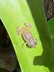 Eleutherodactylus modestus