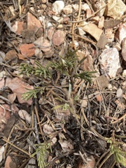 Penstemon linarioides