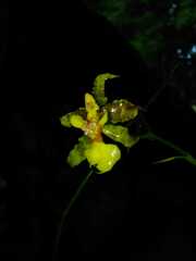 Oncidium lineoligerum