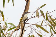 Grantiella picta