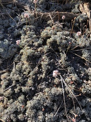 Eriogonum kennedyi austromontanum