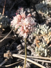Eriogonum kennedyi austromontanum
