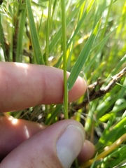 Helictochloa hookeri