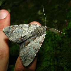 Catocala insolabilis