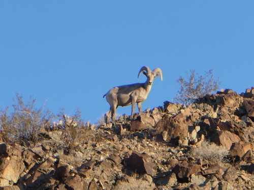 iNaturalist observation photo of Desert Bighorn Sheep