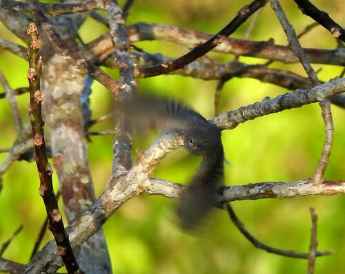 Para Gnatcatcher