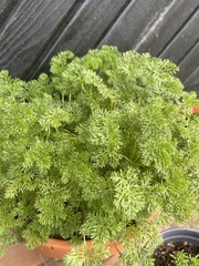 Geranium magniflorum