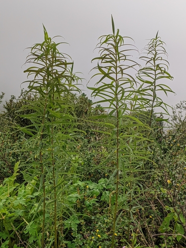 Polygonatum cirrhifolium, 2022-07-10