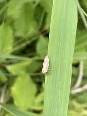 Athysanus argentarius