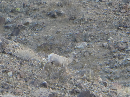 iNaturalist observation photo of Desert Bighorn Sheep