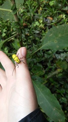 Adesmus hemispilus