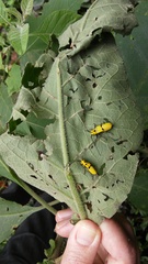 Adesmus hemispilus