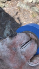 Dicerca tenebrosa tenebrosa