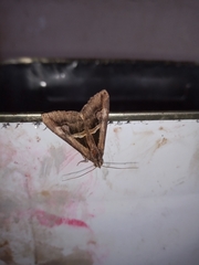 Melipotis bisinuata