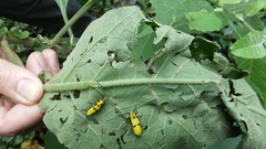 Adesmus hemispilus