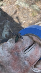 Dicerca tenebrosa tenebrosa