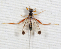 Spilopteron occiputale