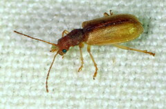Syneta ferruginea