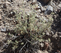 Eriogonum microtheca simpsonii