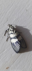 Heortia