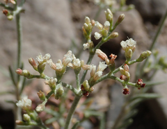 Eriogonum microtheca simpsonii