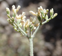 Eriogonum microtheca simpsonii