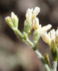 Eriogonum microtheca simpsonii