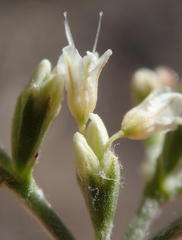 Eriogonum microtheca simpsonii