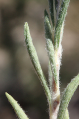 Eriogonum microtheca simpsonii