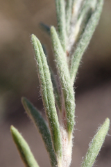 Eriogonum microtheca simpsonii