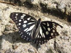Hestina persimilis