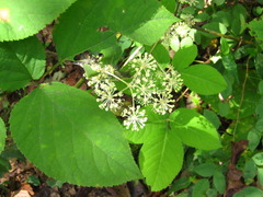 Aralia cordata