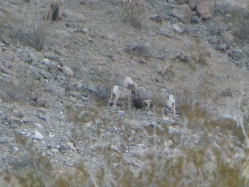 iNaturalist observation photo of Desert Bighorn Sheep